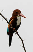 White-throated Kingfisher