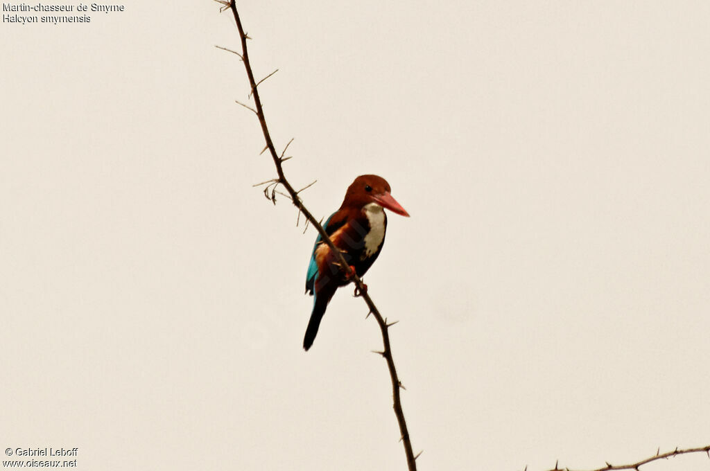 White-throated Kingfisher