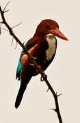 White-throated Kingfisher