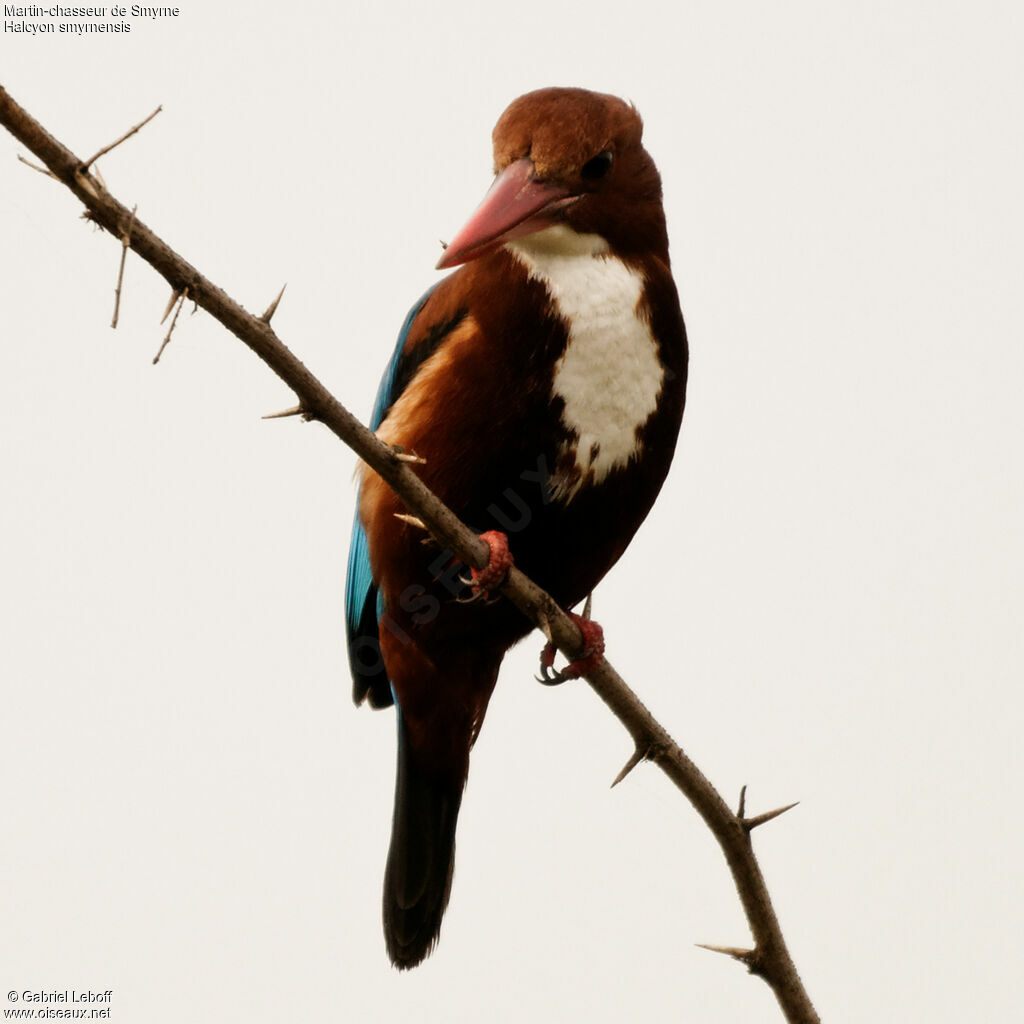 White-throated Kingfisher