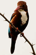 White-throated Kingfisher