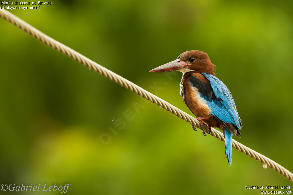 White-throated Kingfisher