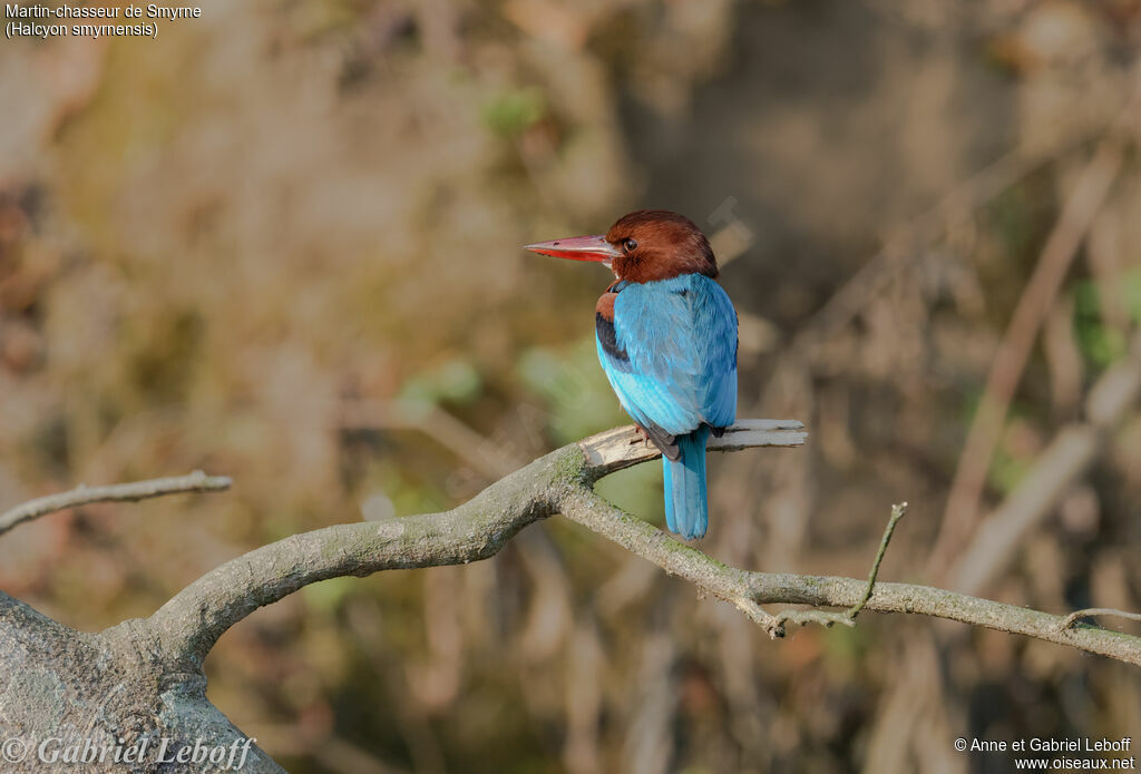 White-throated Kingfisher