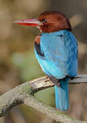 White-throated Kingfisher