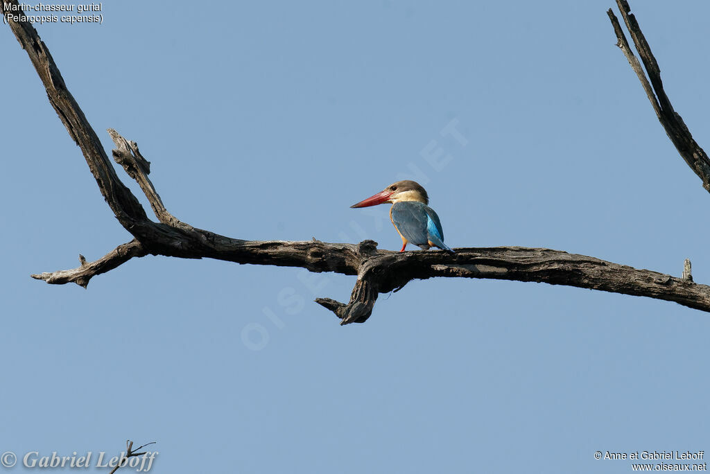 Stork-billed Kingfisher