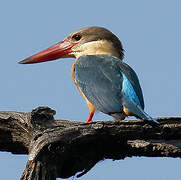 Stork-billed Kingfisher