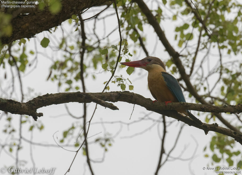 Stork-billed Kingfisher