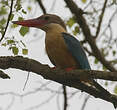 Martin-chasseur gurial