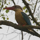 Martin-chasseur gurial