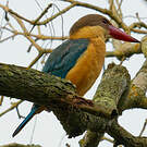 Martin-chasseur gurial