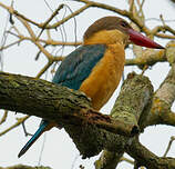 Martin-chasseur gurial