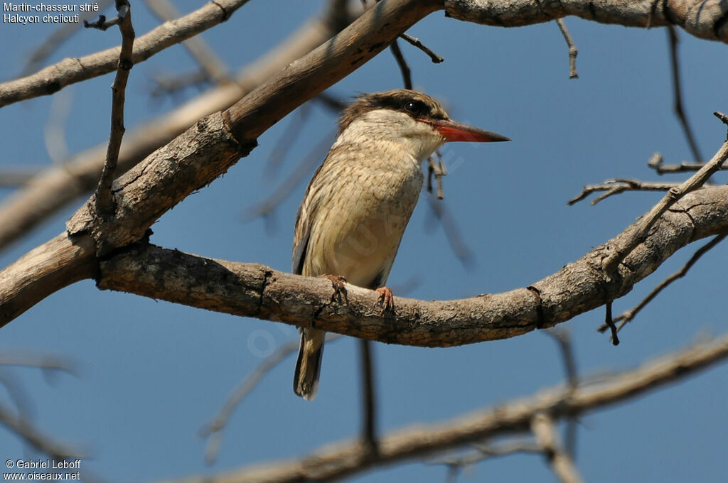 Striped Kingfisher