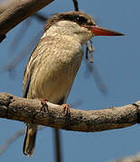 Striped Kingfisher