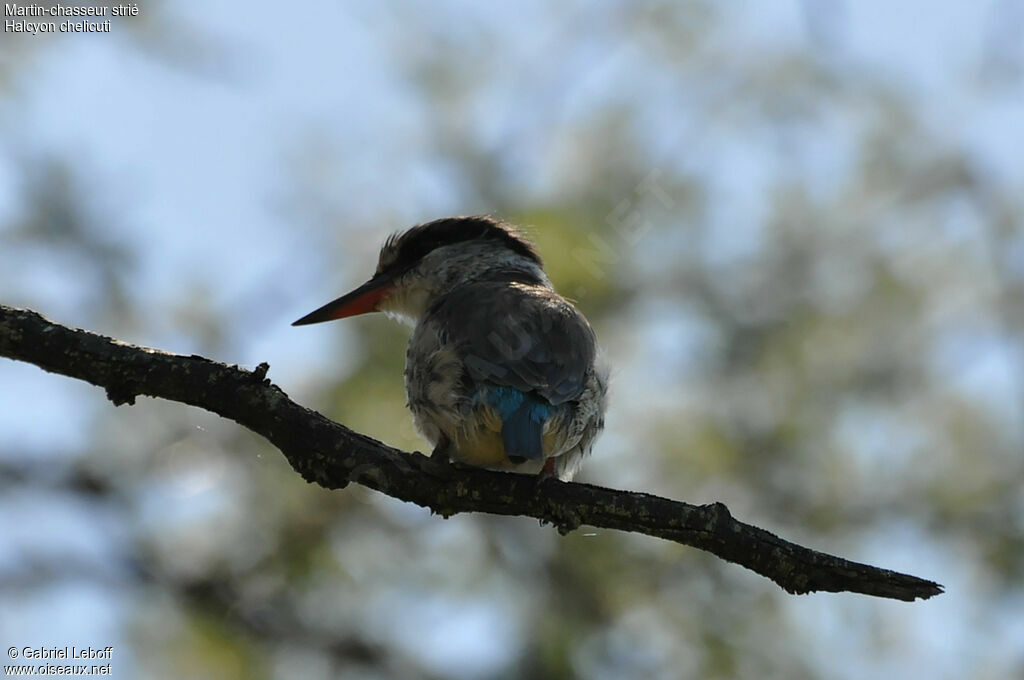 Striped Kingfisher