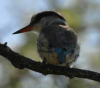 Striped Kingfisher