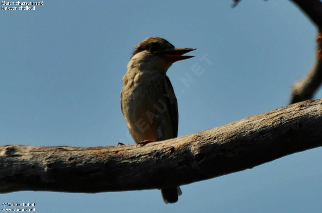 Striped Kingfisher