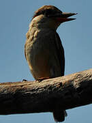 Striped Kingfisher