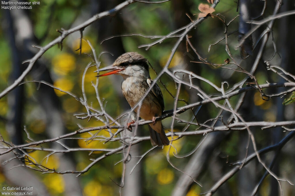 Striped Kingfisher