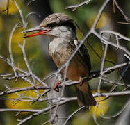 Striped Kingfisher