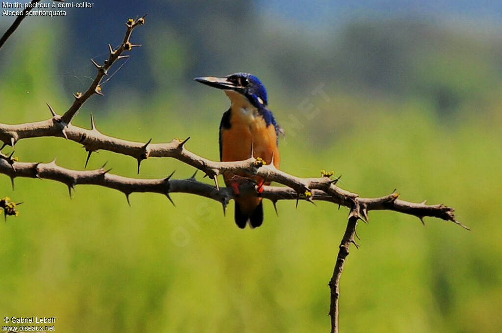 Half-collared Kingfisher