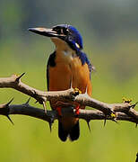 Half-collared Kingfisher