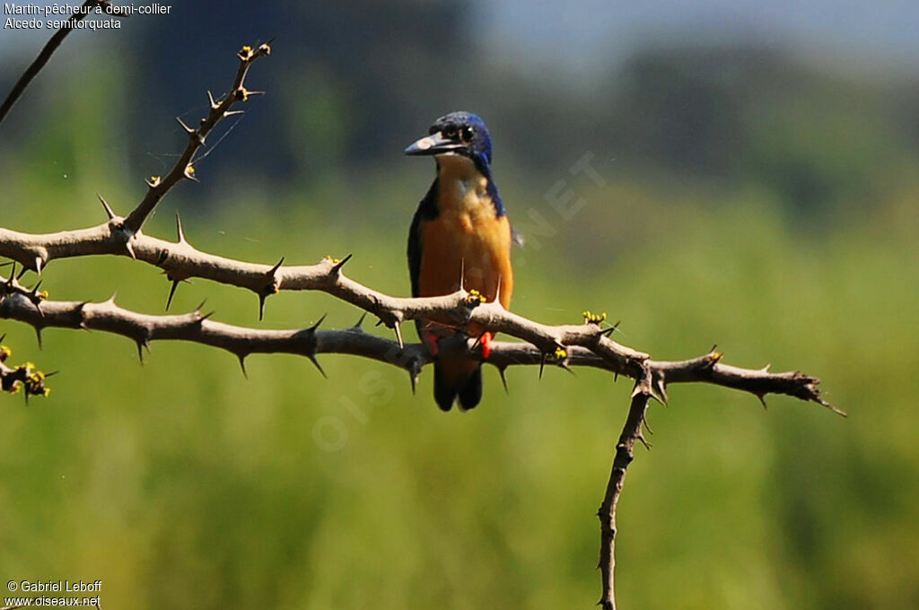 Half-collared Kingfisher