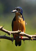 Half-collared Kingfisher