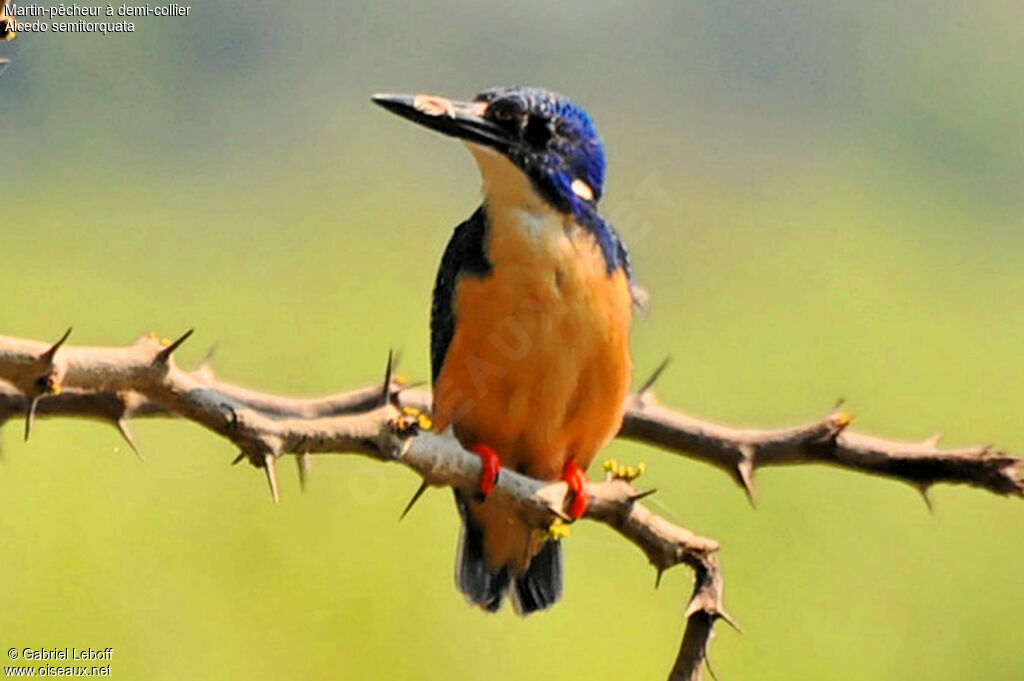 Half-collared Kingfisher