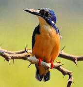 Half-collared Kingfisher