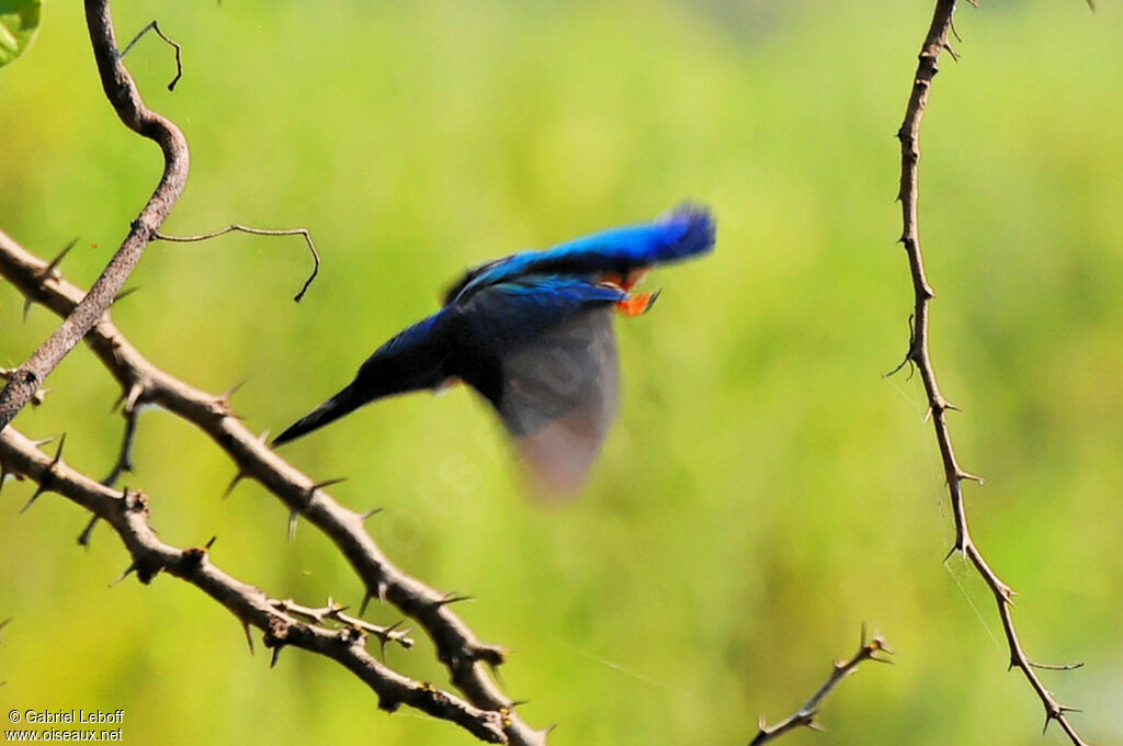 Half-collared Kingfisher