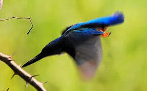 Half-collared Kingfisher