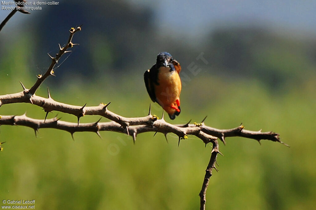 Half-collared Kingfisher