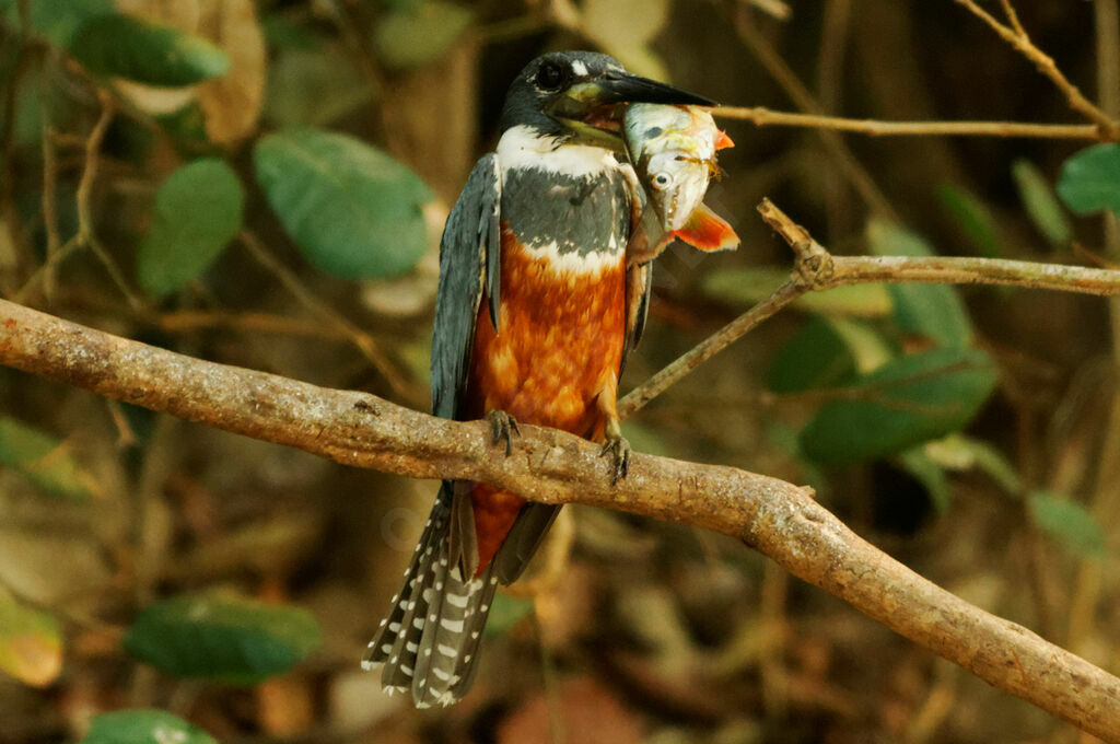 Ringed Kingfisher