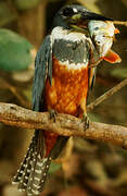 Ringed Kingfisher