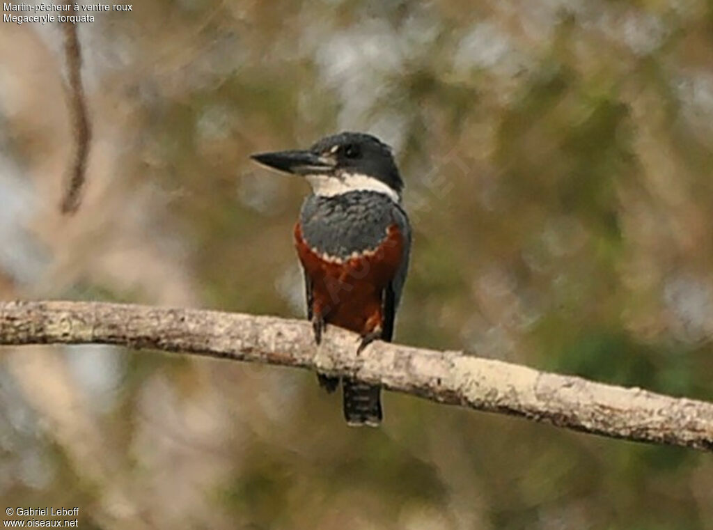 Ringed Kingfisher female