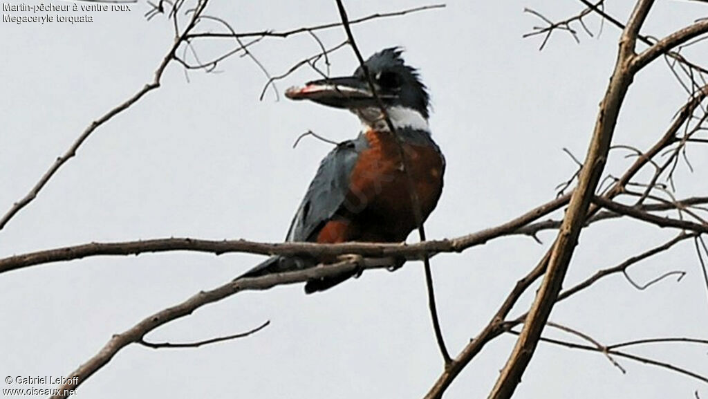 Ringed Kingfisher male