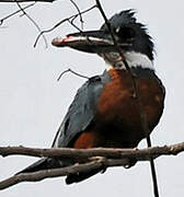 Ringed Kingfisher