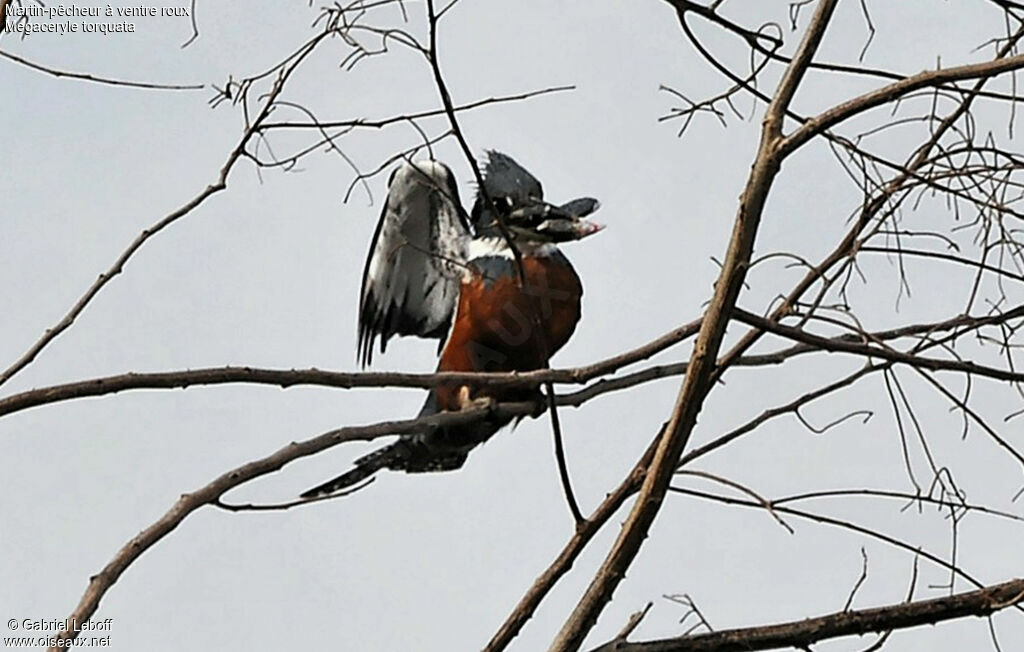 Ringed Kingfisher male