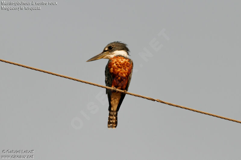 Ringed Kingfisher female