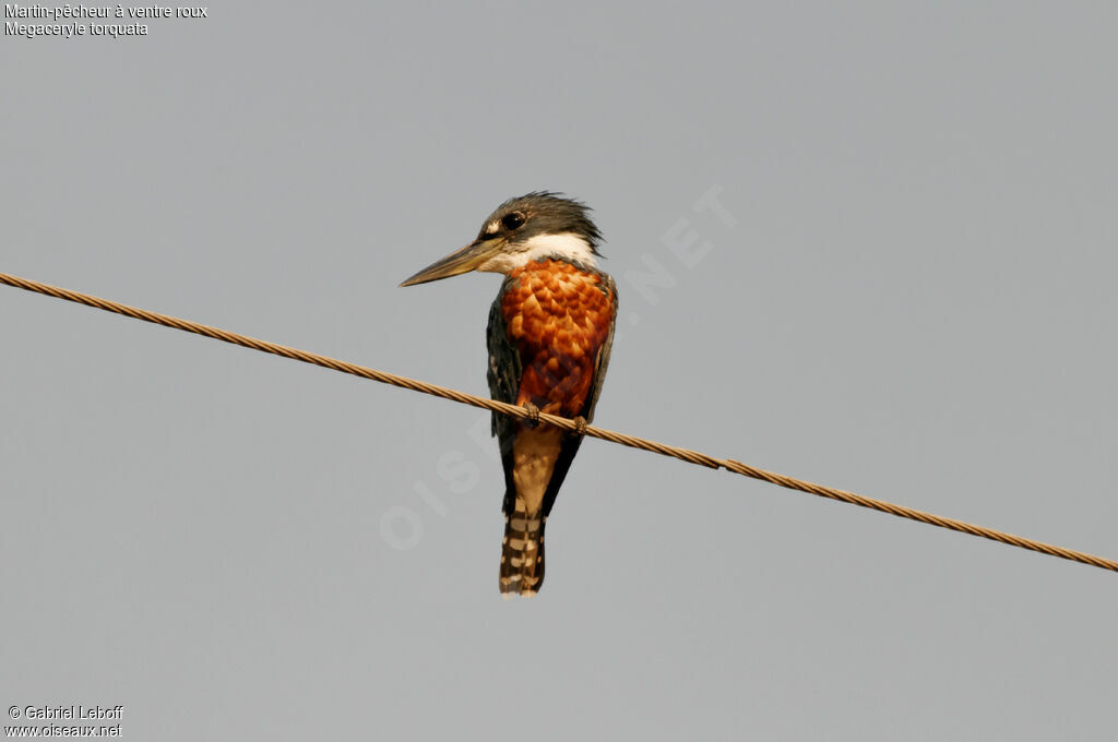 Ringed Kingfisher female