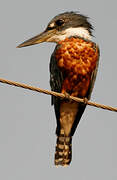 Ringed Kingfisher