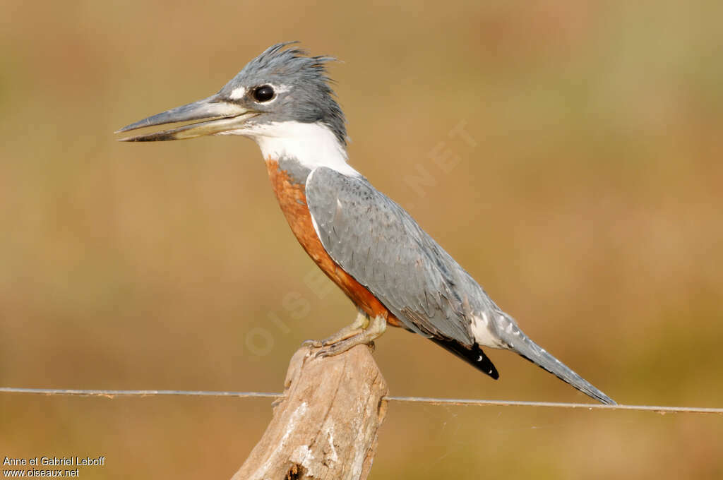 Ringed Kingfisher male adult, identification