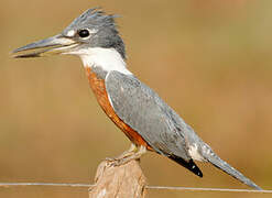 Ringed Kingfisher