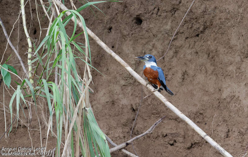 Ringed Kingfisher male adult, habitat