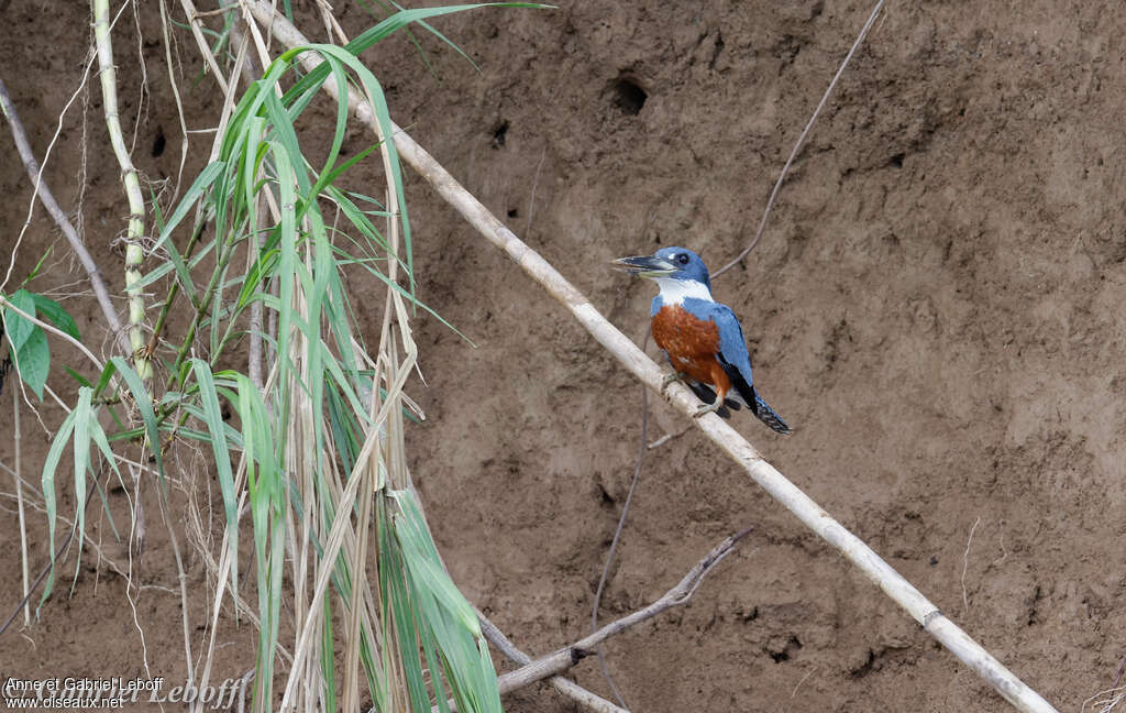 Martin-pêcheur à ventre roux mâle adulte, habitat