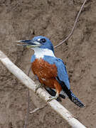 Ringed Kingfisher