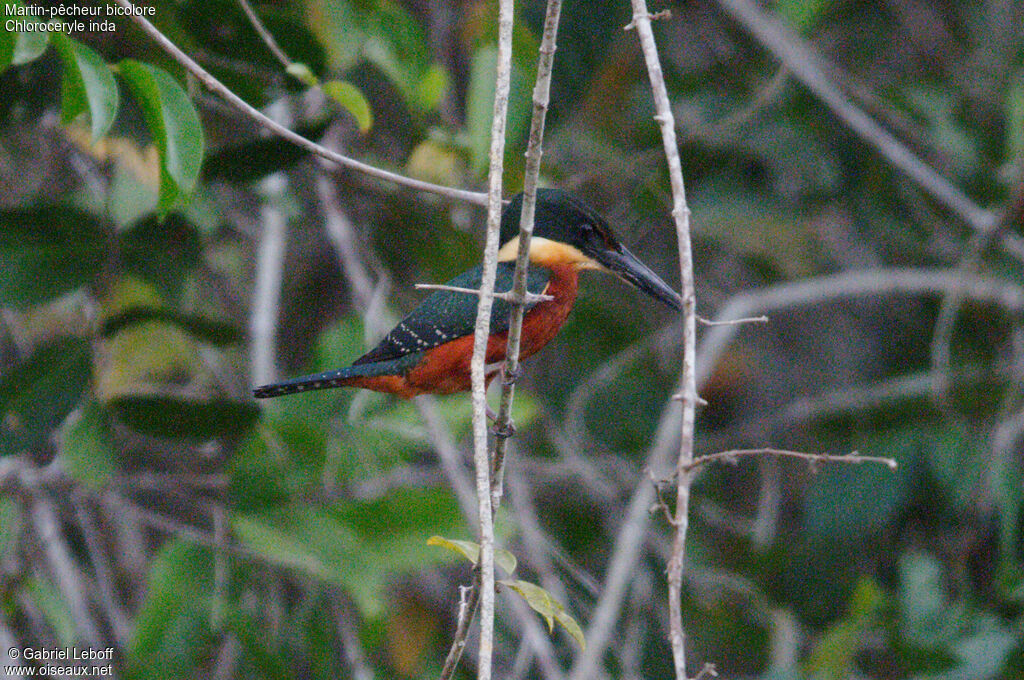 Green-and-rufous Kingfisher male