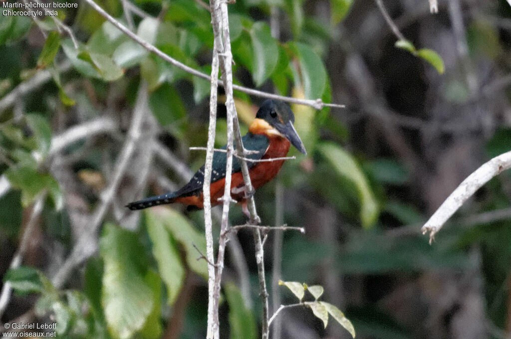 Green-and-rufous Kingfisher male