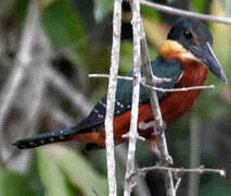 Green-and-rufous Kingfisher