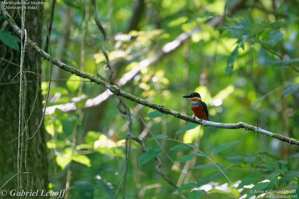 Green-and-rufous Kingfisher male adult